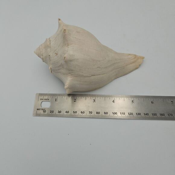 Lot Of Three Natural Sea Shells - Picture 6 of 8